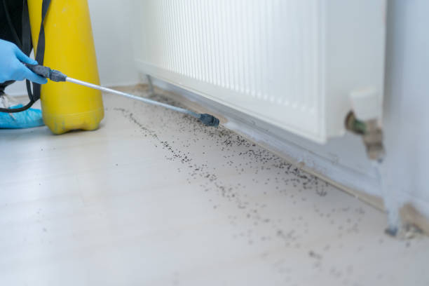 Flea Control Services in Goldendale, WA